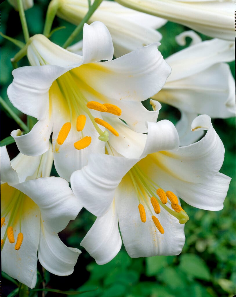 regal lily 'Album'