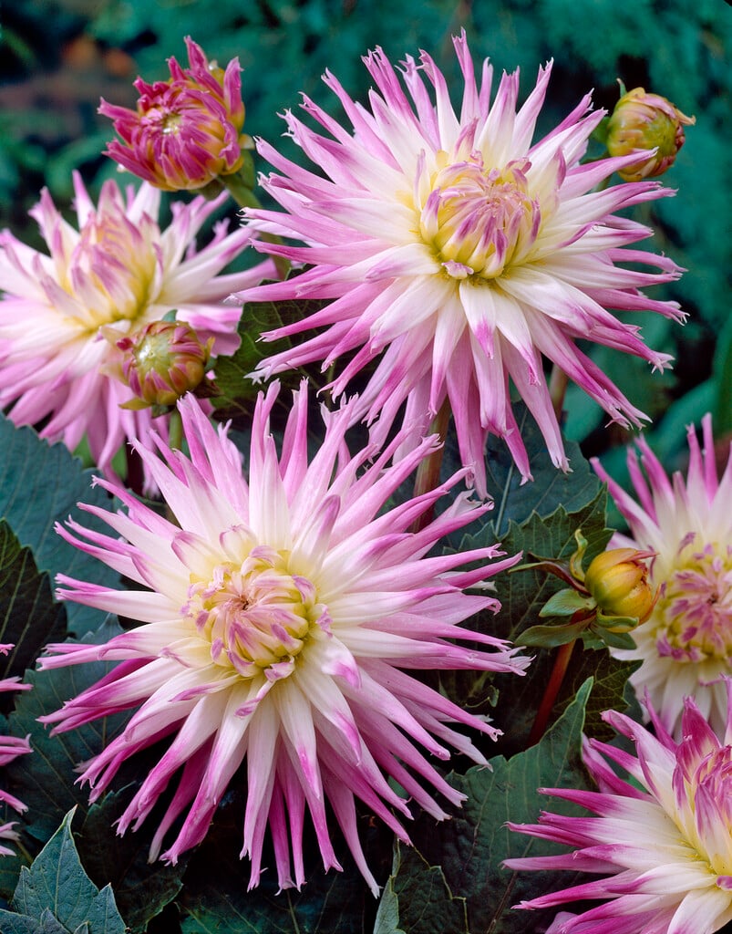 dahlia 'Veritable'