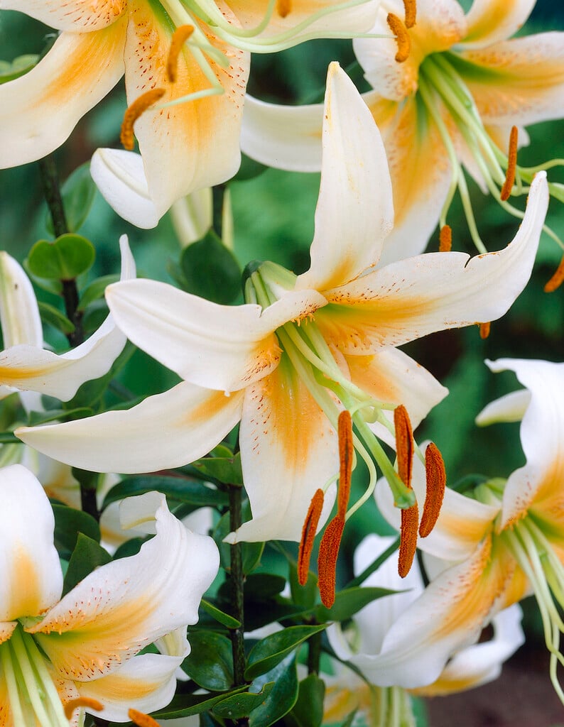 lily 'Bright Star'