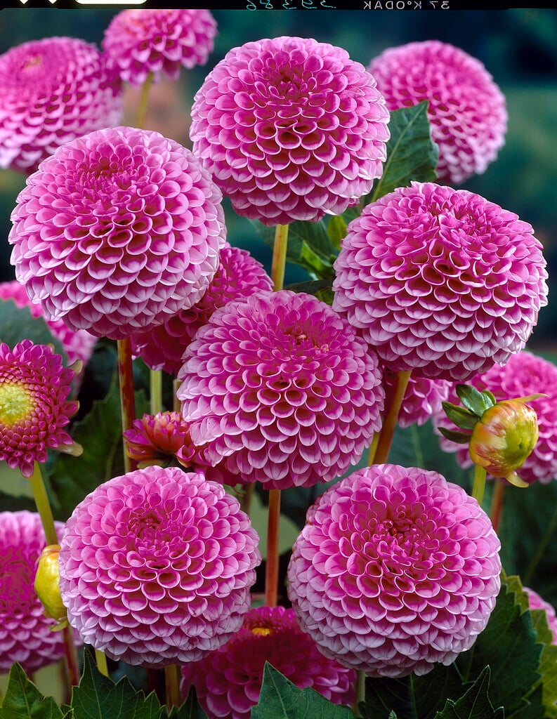 <i>Dahlia</i> 'Lipoma' (Ba)