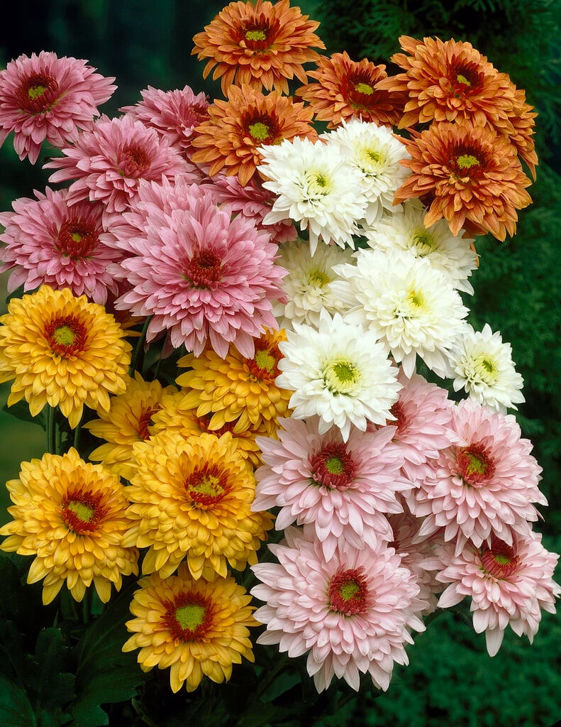 <i>Chrysanthemum</i> 'Beppie' (29e)