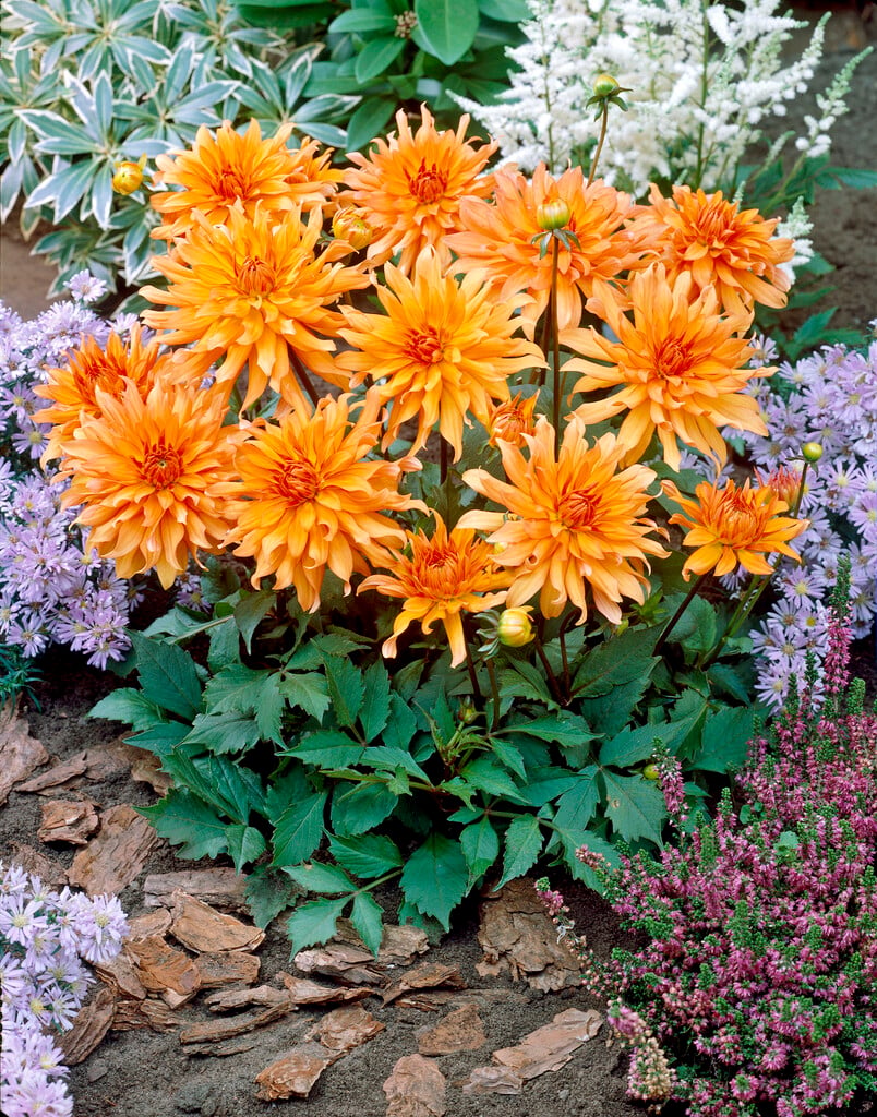 dahlia 'Autumn Fairy'