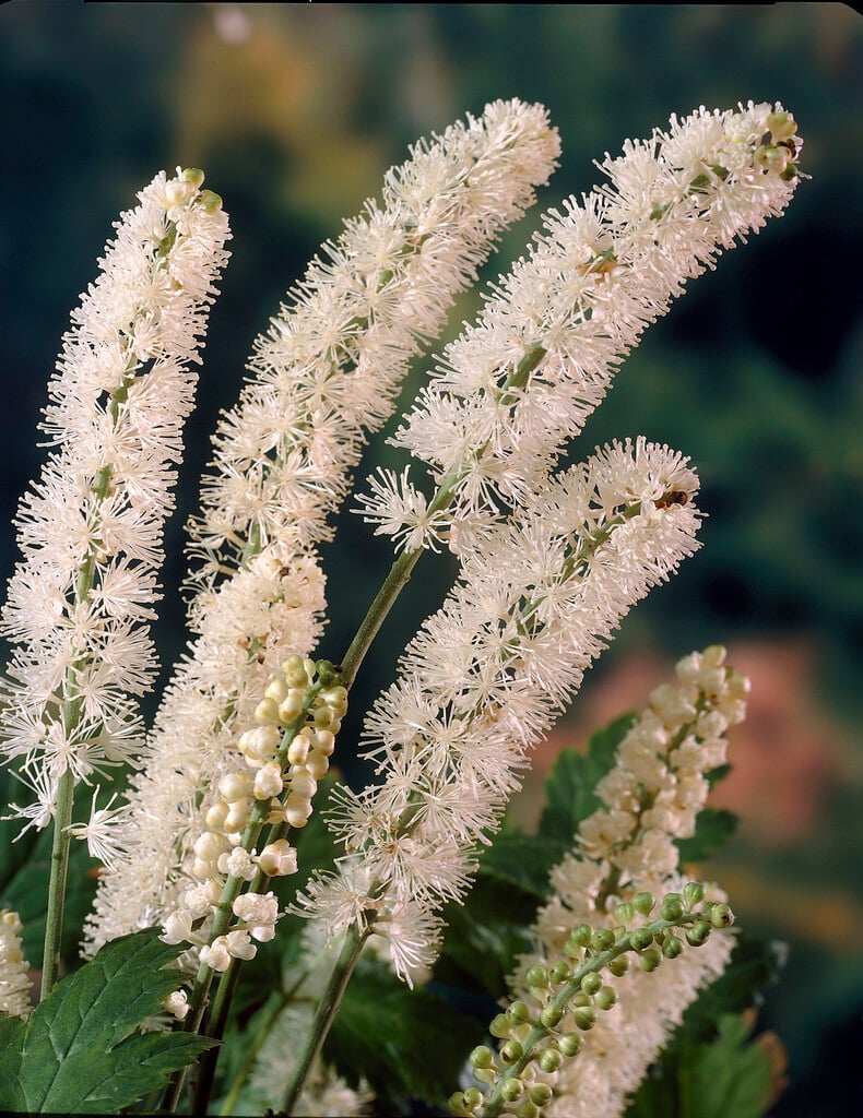 <em>Actaea</em> <em>dahurica</em>