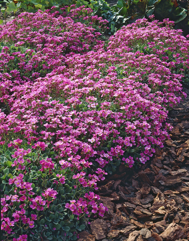 Arabis alpina subsp. caucasica &Rosea& | Alpine Rockery/RHS