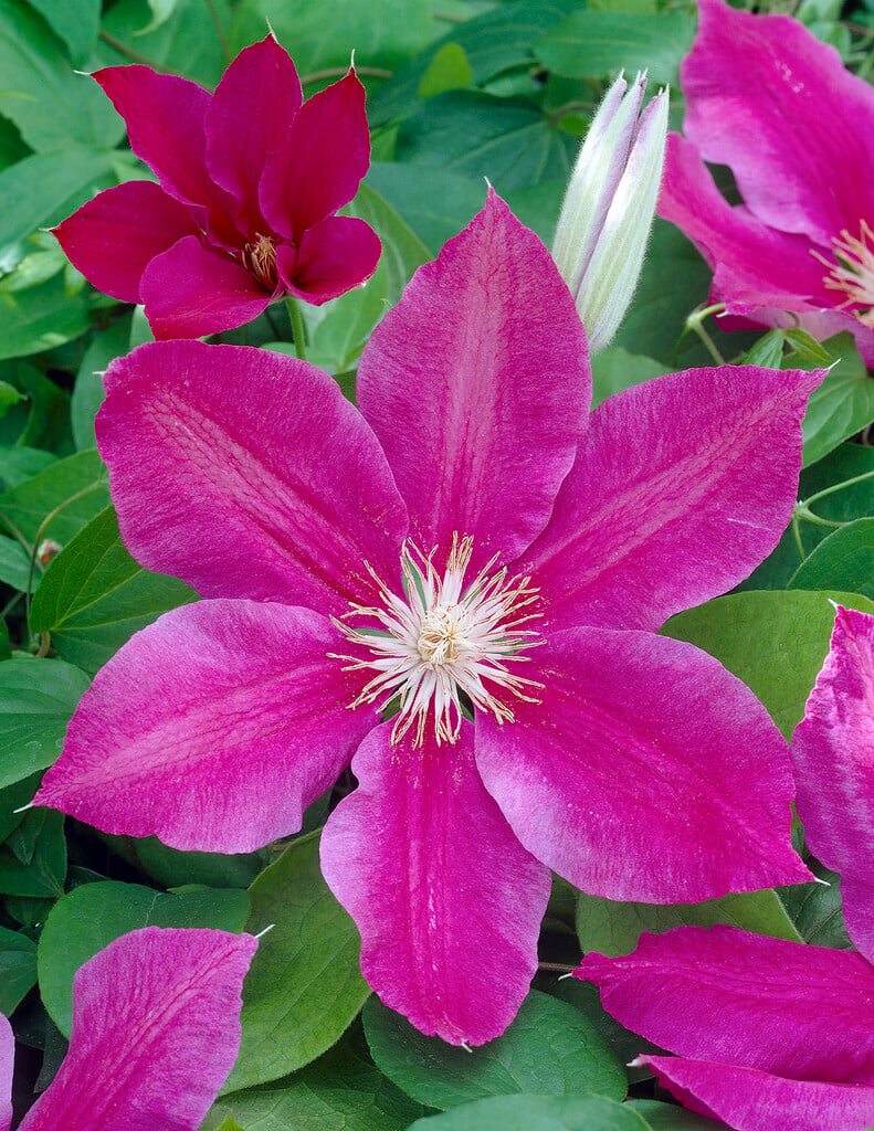 clematis 'Corona'
