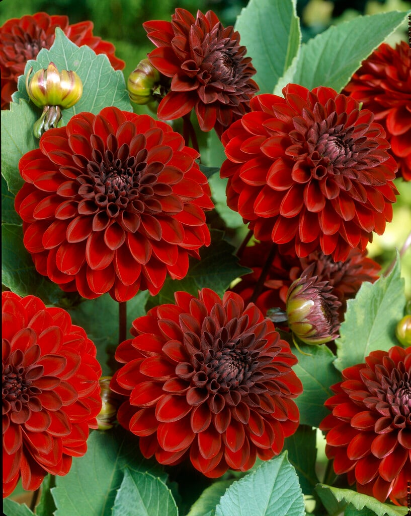 <i>Dahlia</i> 'Night Queen' (Ba)