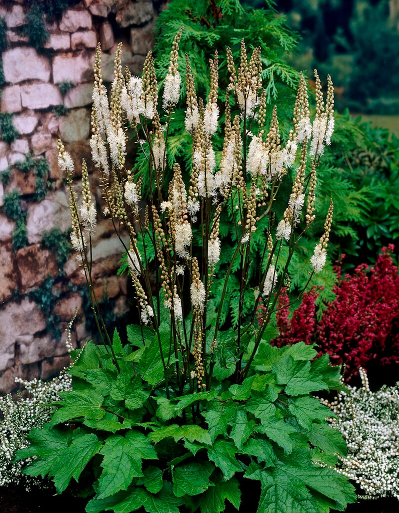 heart-shaped-leaved actaea