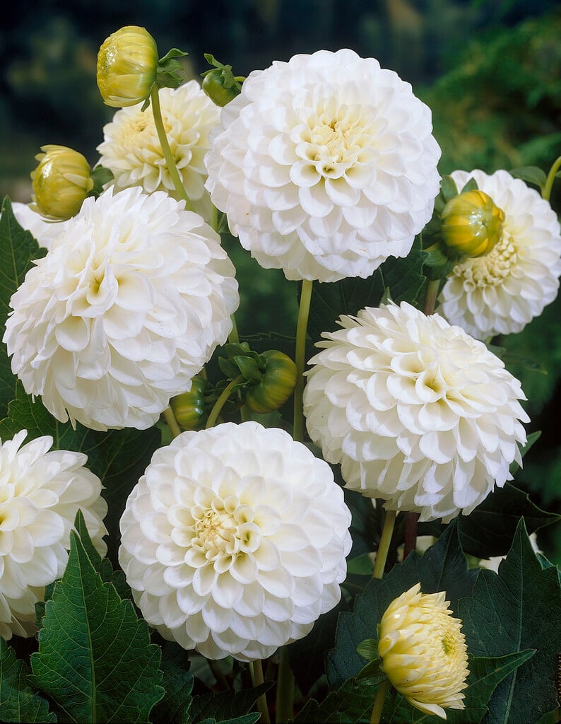 dahlia 'Petra's Wedding'