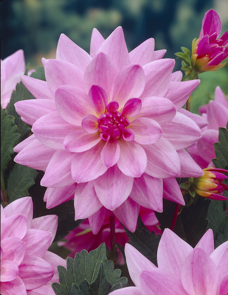 <i>Dahlia</i> 'Pink Skin' (D)
