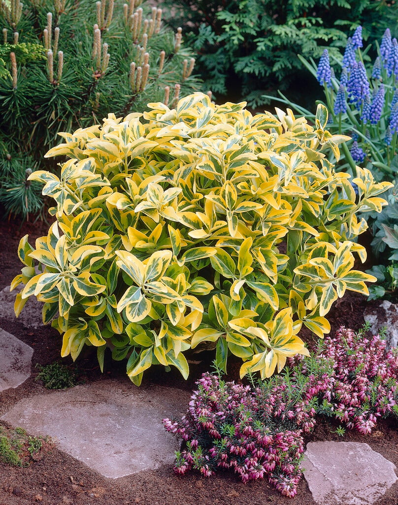 Japanese spindle 'Aureus'