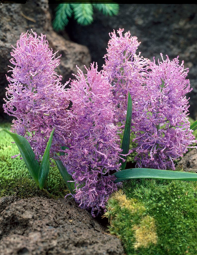 feather grape hyacinth