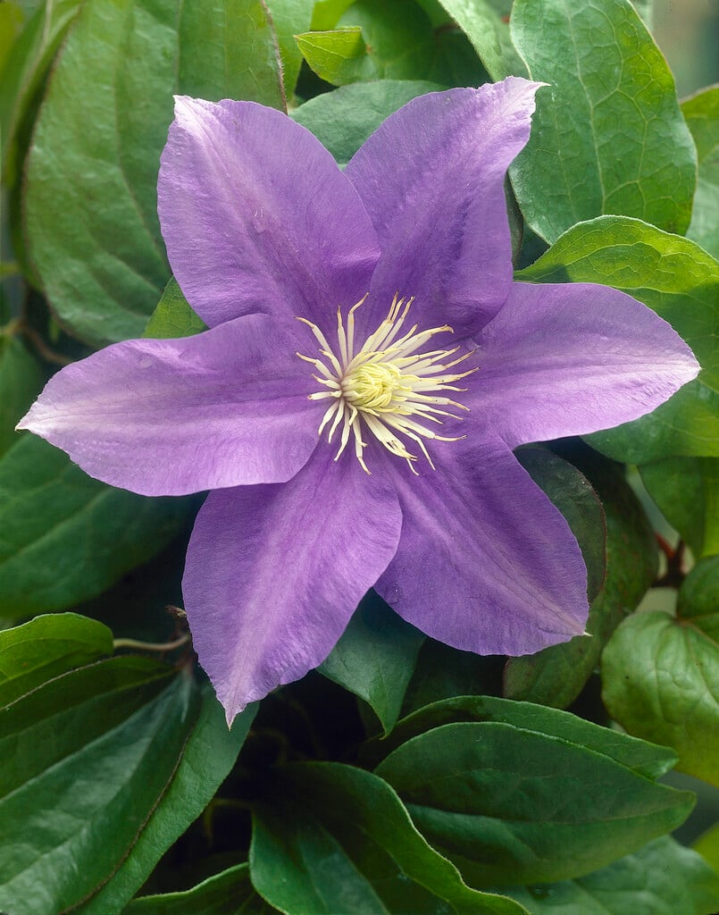 clematis 'General Sikorski'