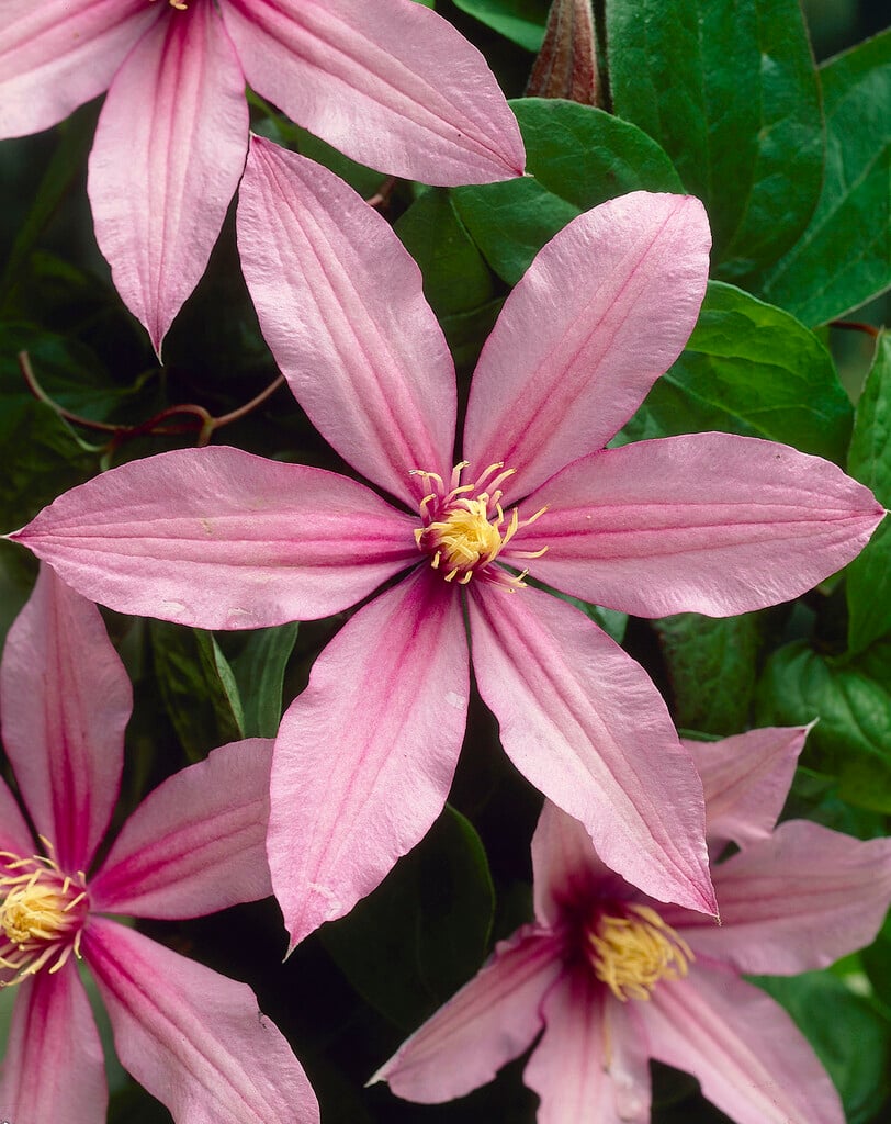 clematis 'Mrs Spencer Castle'