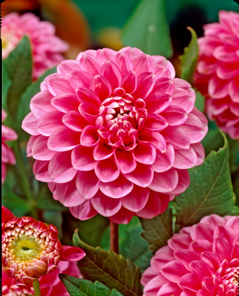 <i>Dahlia</i> 'Peter' (D)