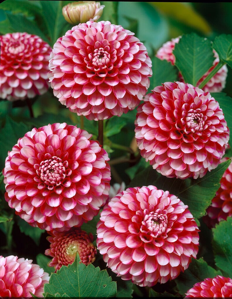 <i>Dahlia</i> 'Little Willem' (Pom)