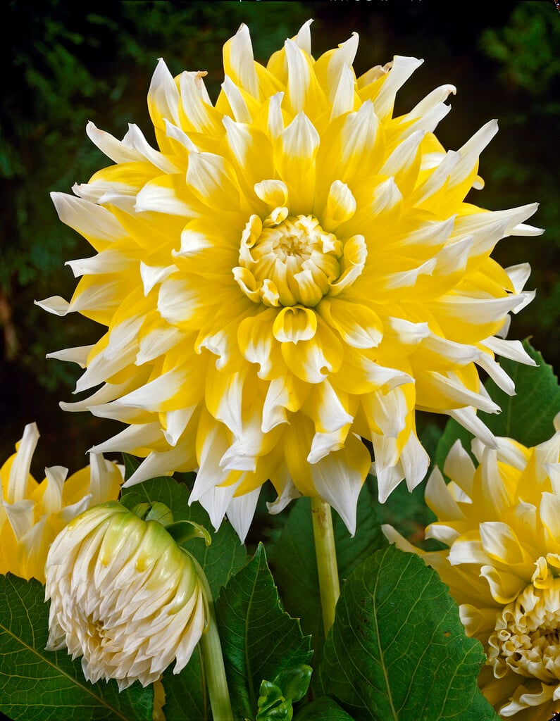 <i>Dahlia</i> 'Grand Prix' (C)