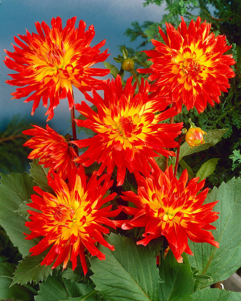 <i>Dahlia</i> 'Vuurvogel' (S-c)