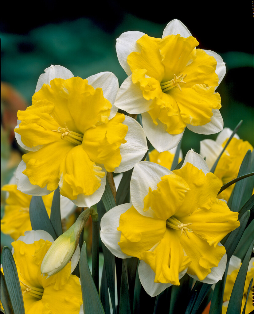 daffodil 'Mistral'