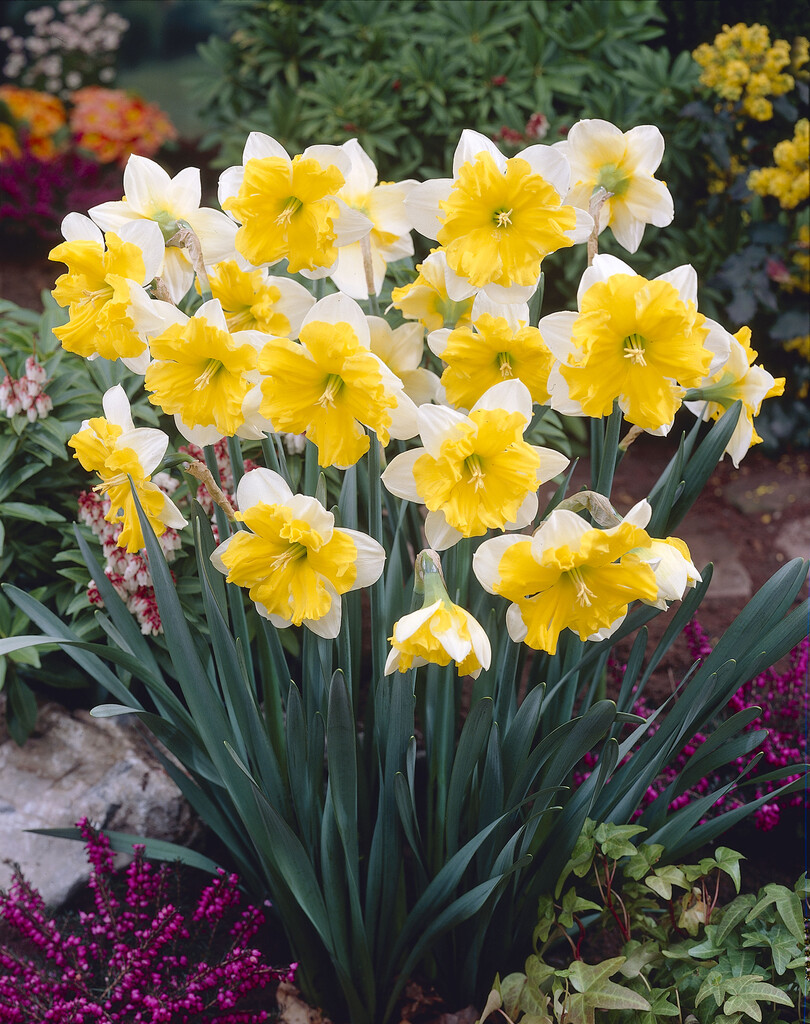 daffodil 'Mistral'