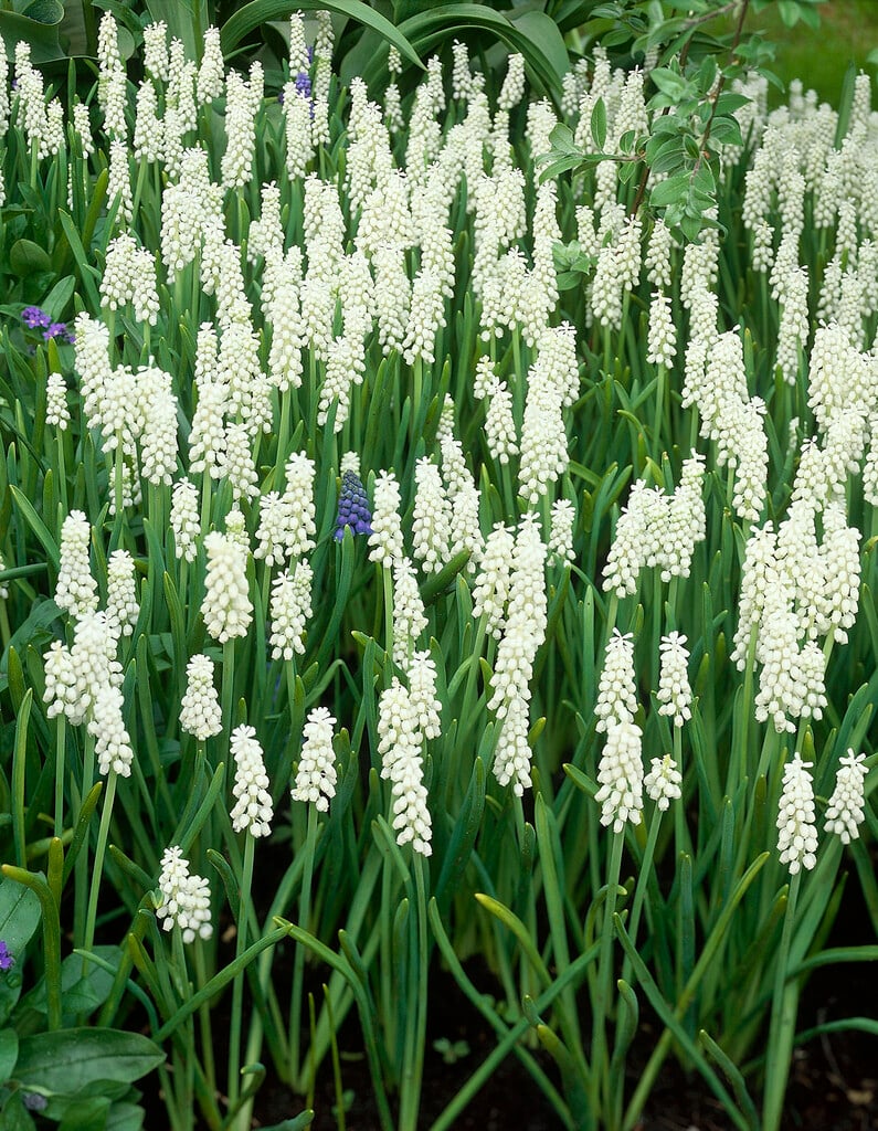 grape hyacinth 'Album'