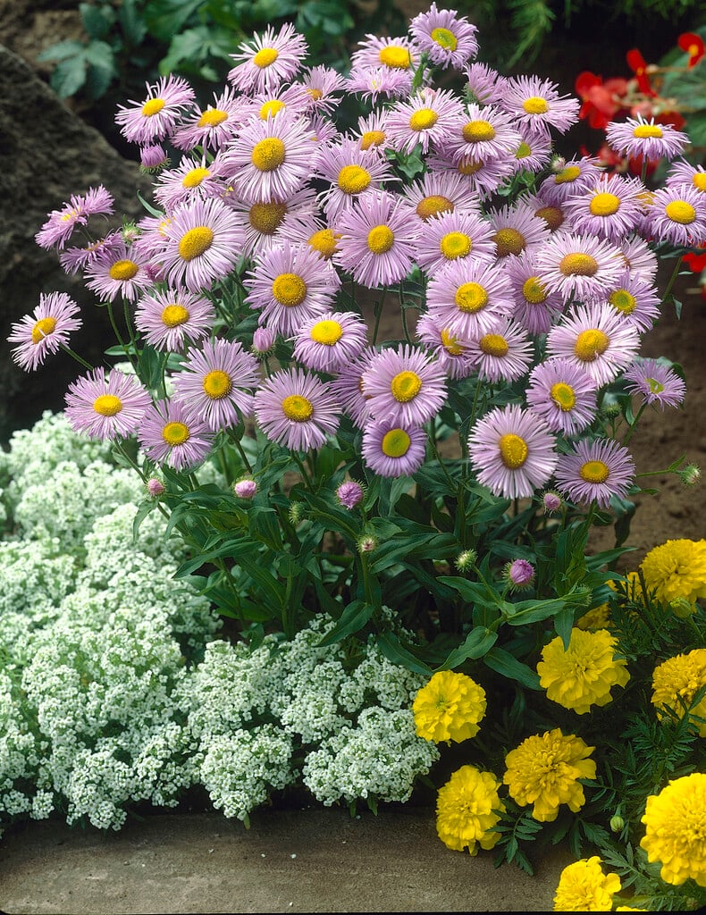 aspen fleabane