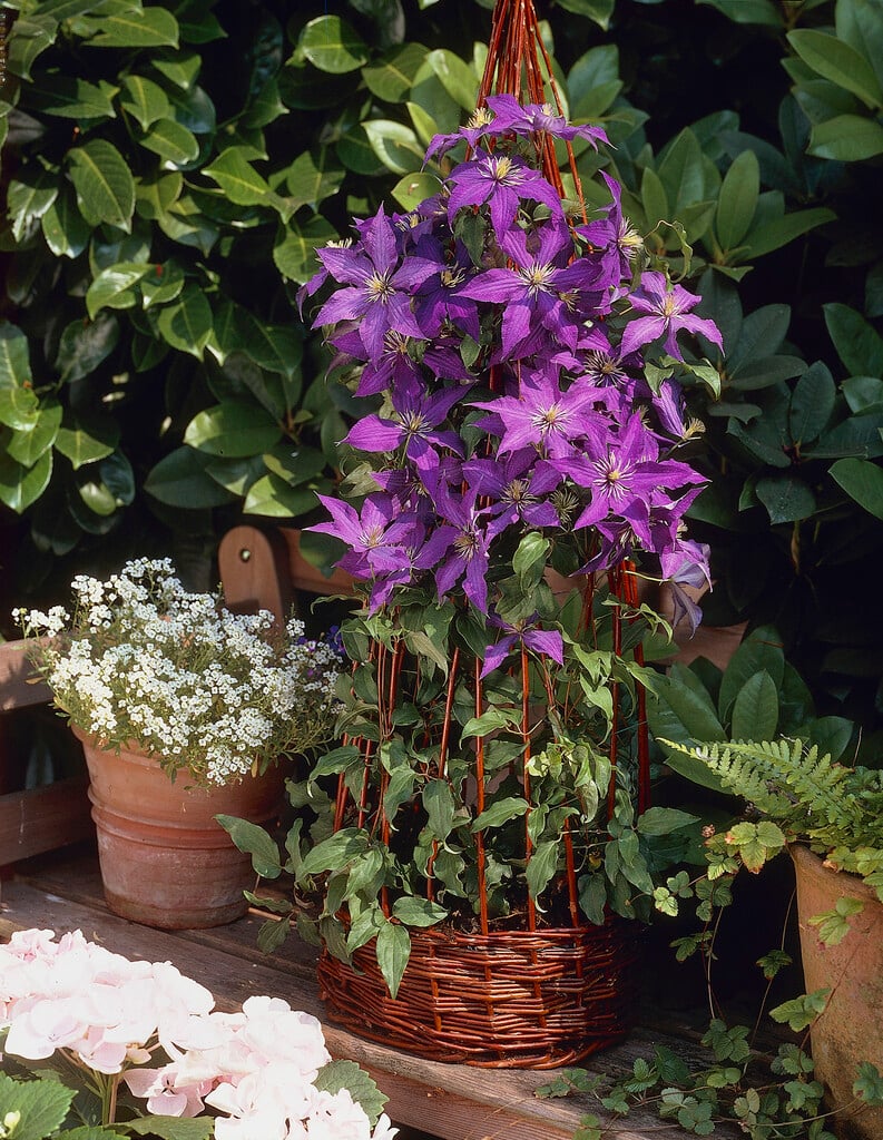 clematis 'Rhapsody'