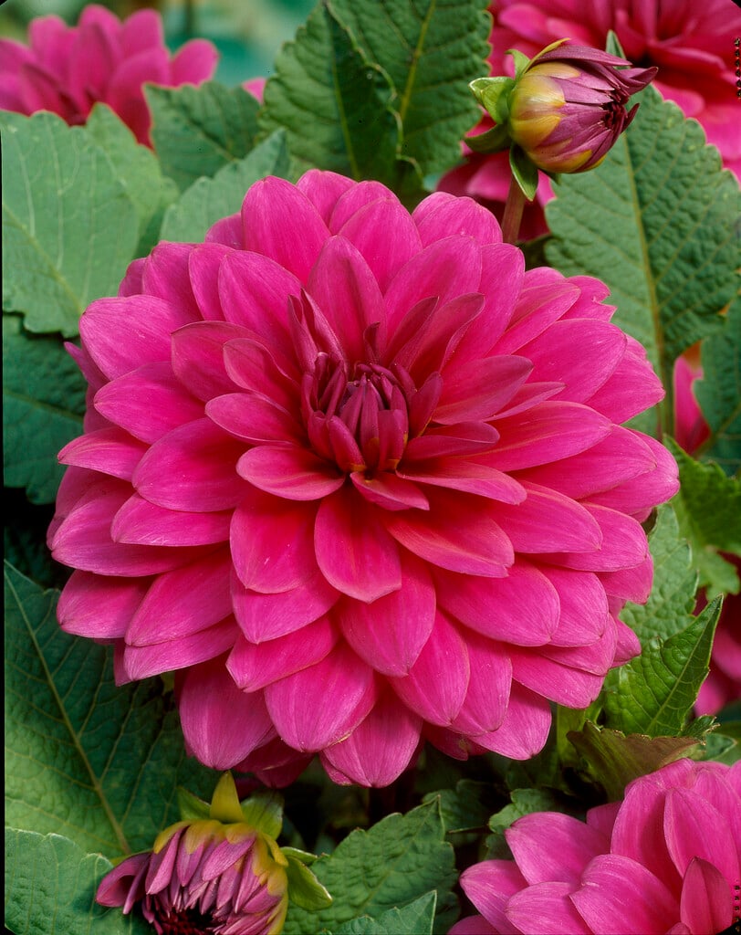 <i>Dahlia</i> 'Requiem' (D)