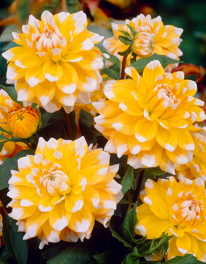 Dahlia 'Seattle' (D)|dahlia 'Seattle'/RHS Gardening