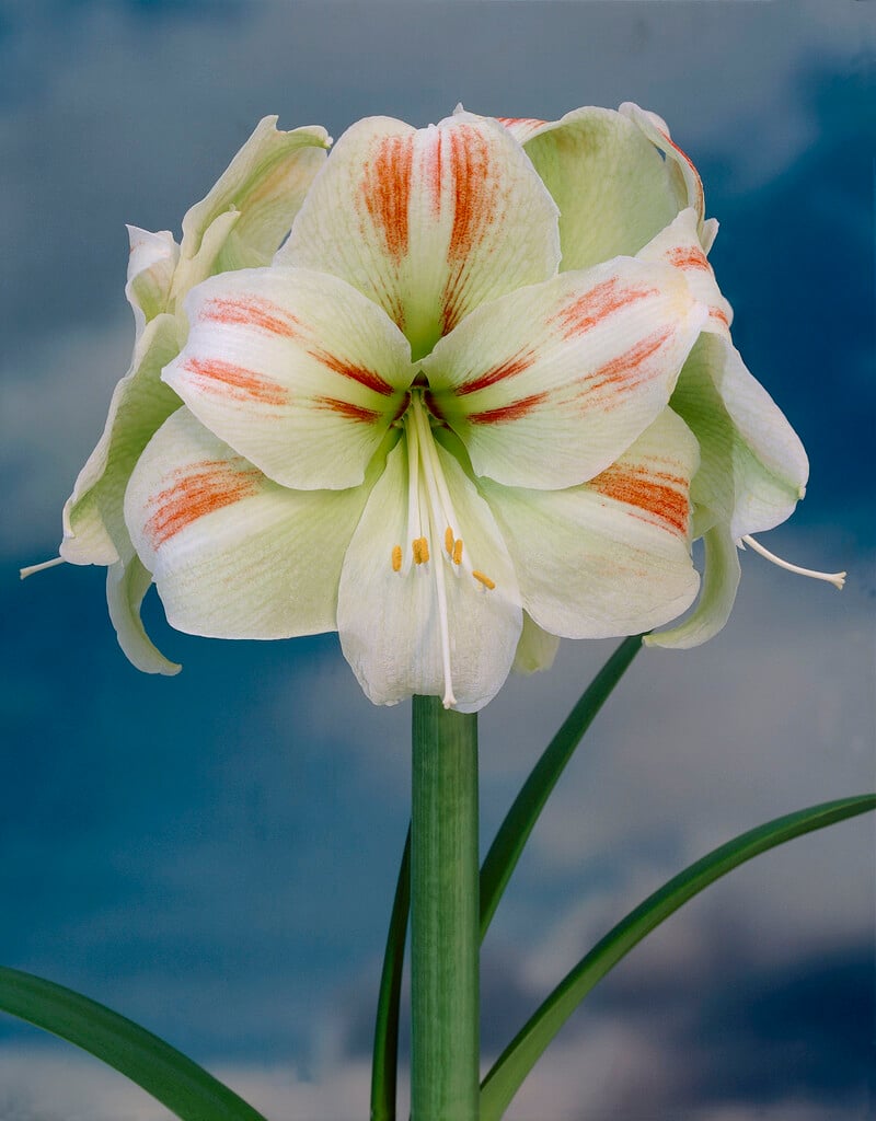 amaryllis 'Green Magic'