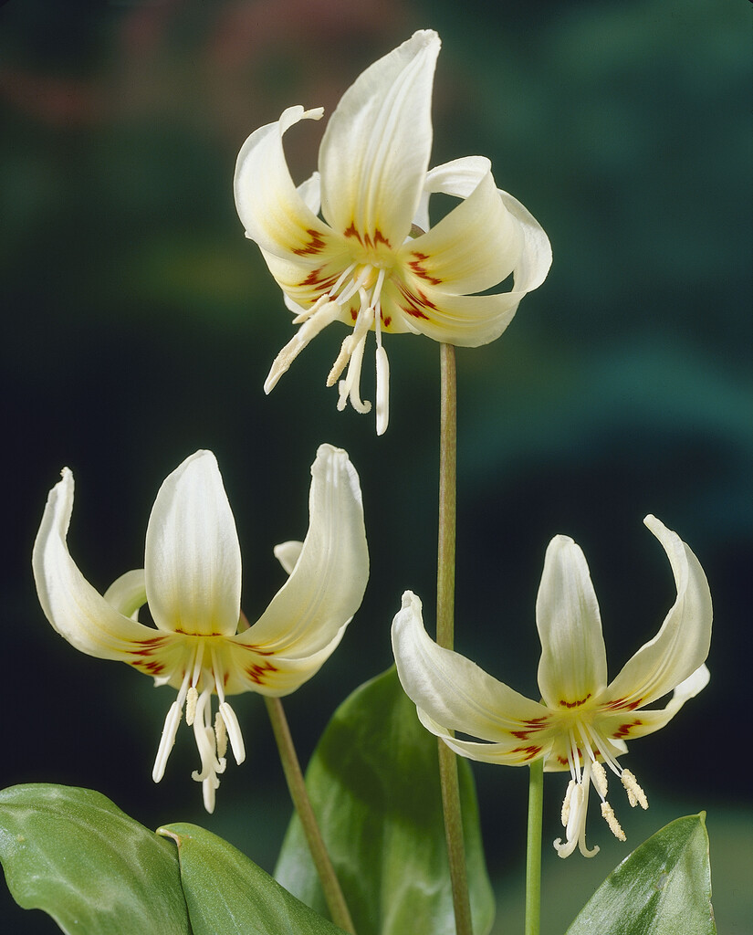 fawn lily 'White Beauty'