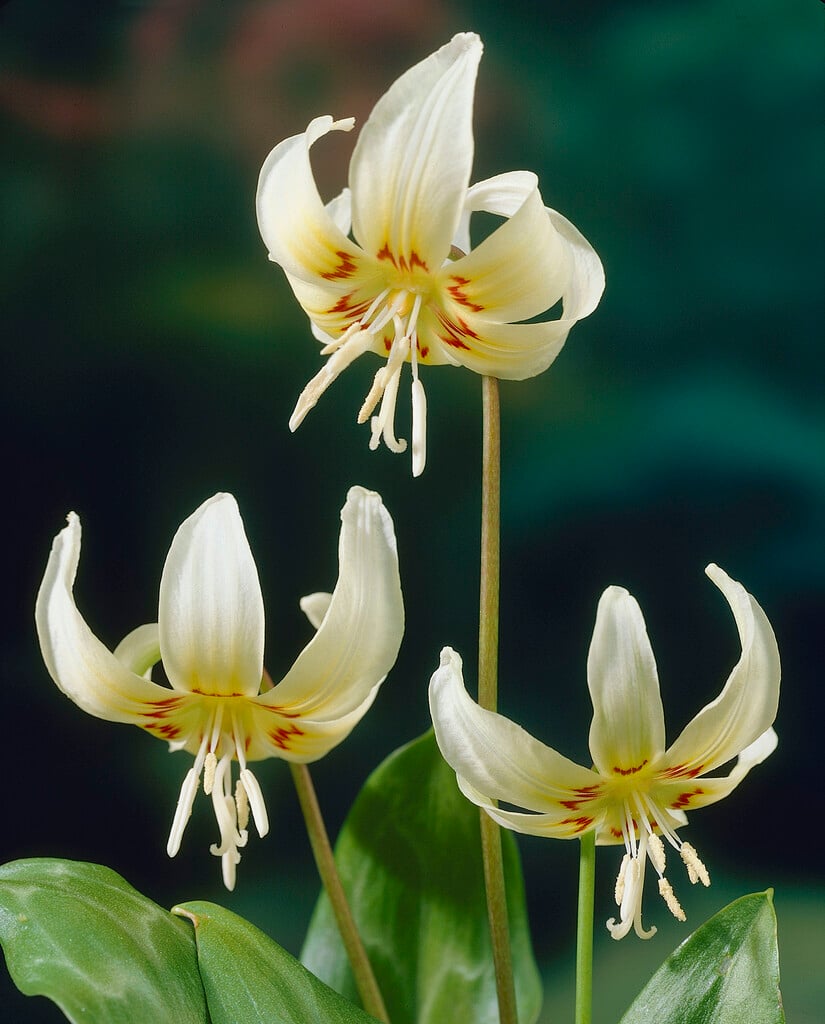 fawn lily 'White Beauty'