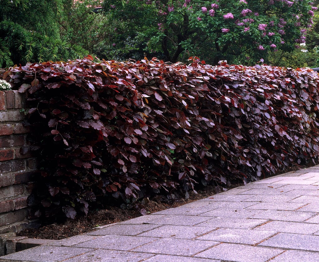 copper beech