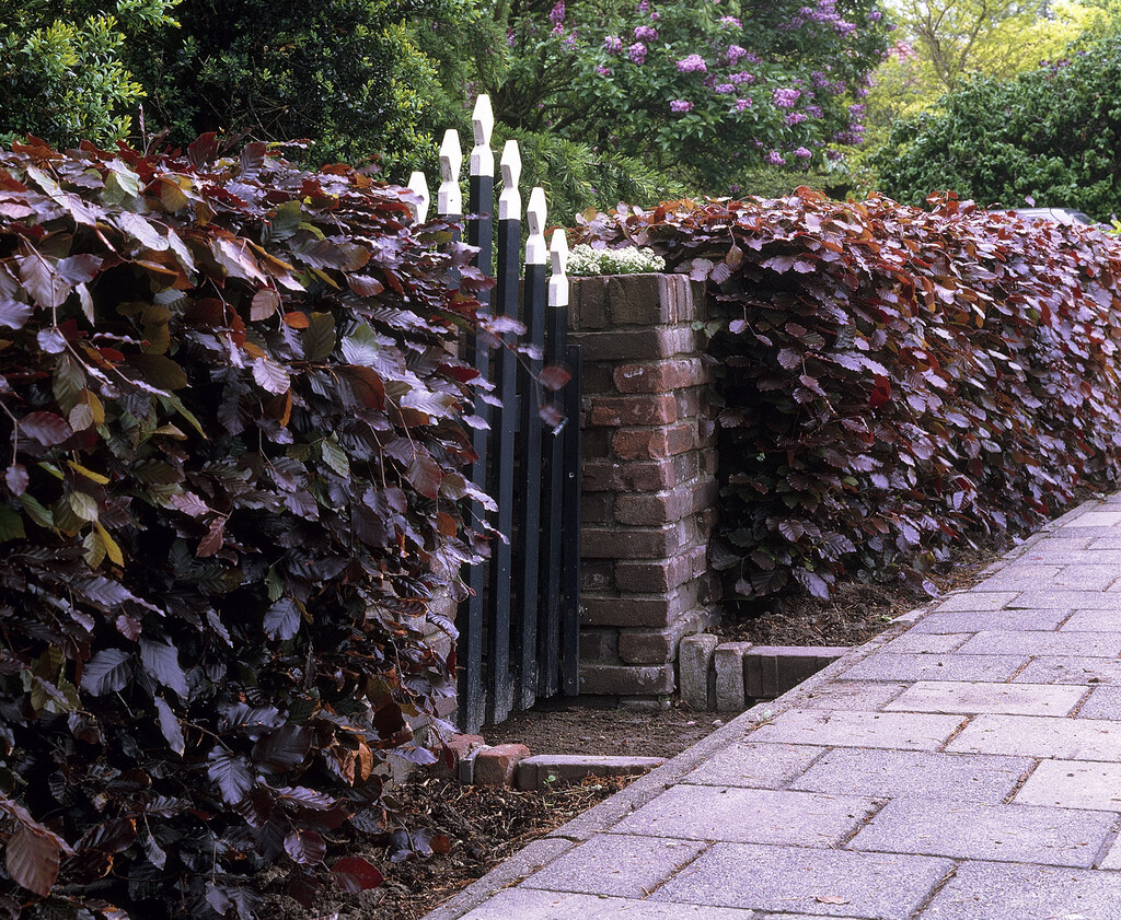 Fagus sylvatica Atropurpurea Group copper beech Trees/RHS Gardening