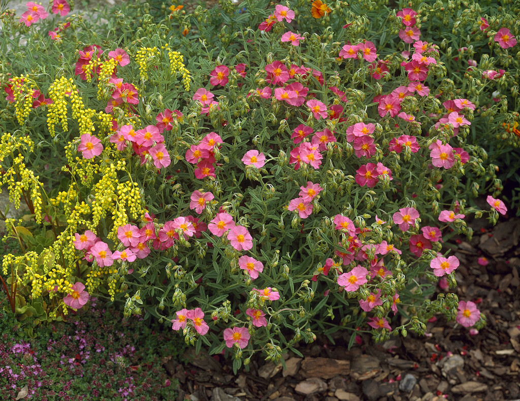 rock rose 'Ben Hope'