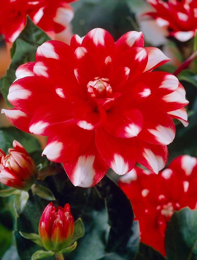<i>Dahlia</i> 'Nagano' (D)