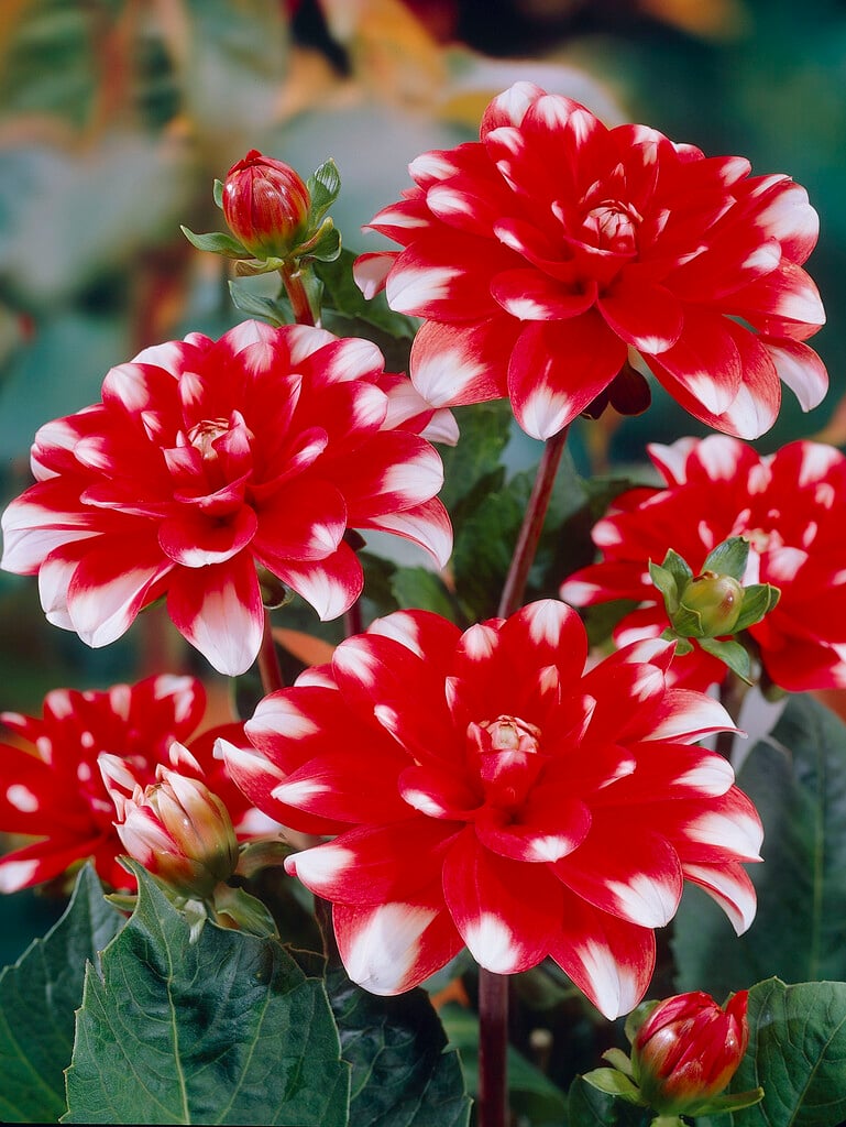 <i>Dahlia</i> 'Nagano' (D)