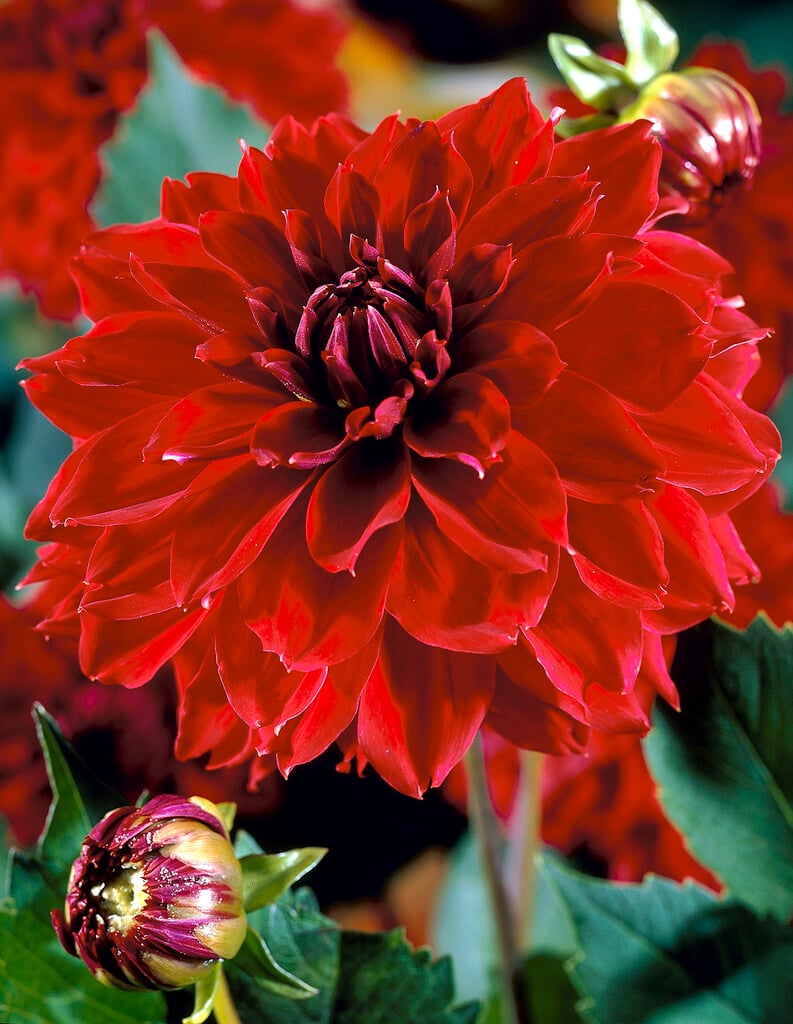 <i>Dahlia</i> 'Red Fubuki' (D)
