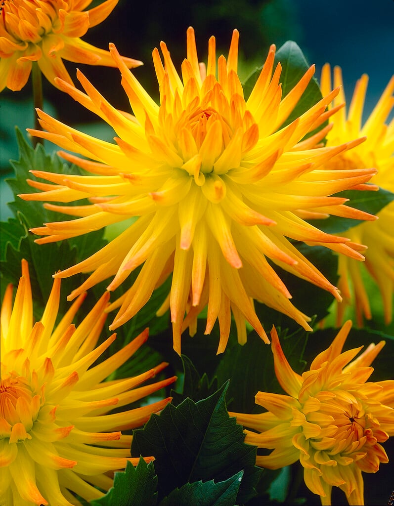 dahlia 'Spassmacher'