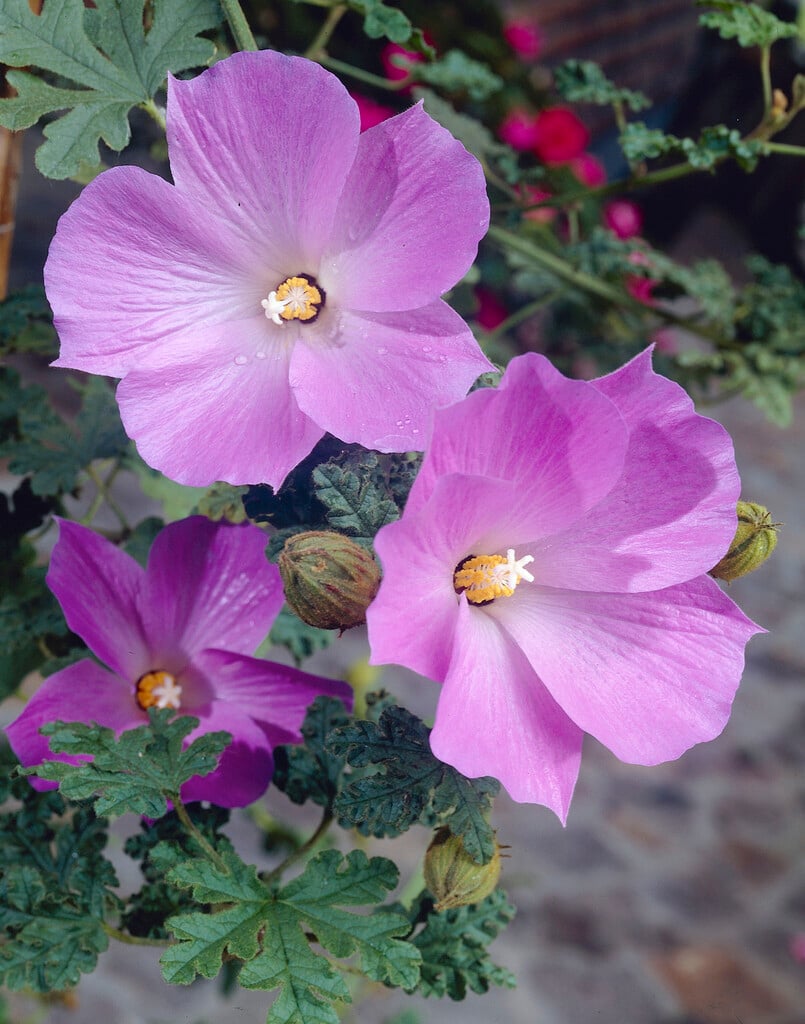 lilac hibiscus