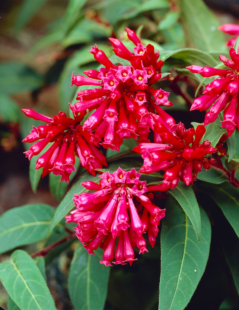 <em>Cestrum</em> <em>elegans</em>