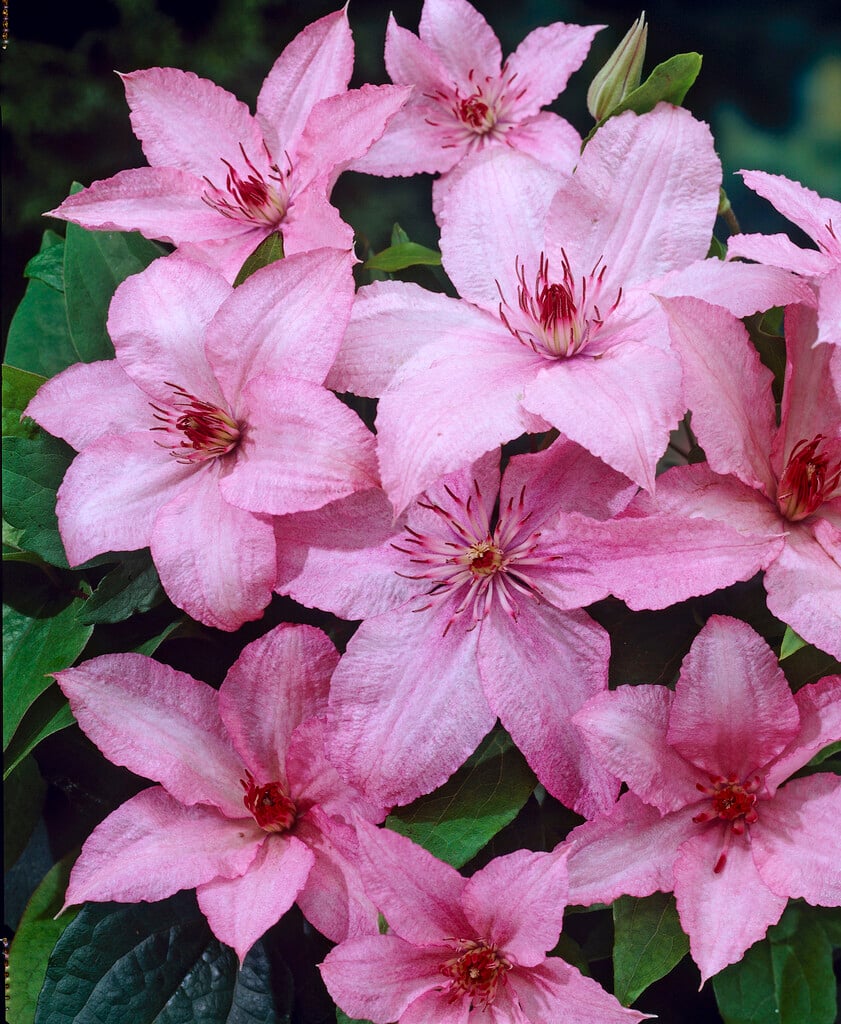 clematis 'Hagley Hybrid'