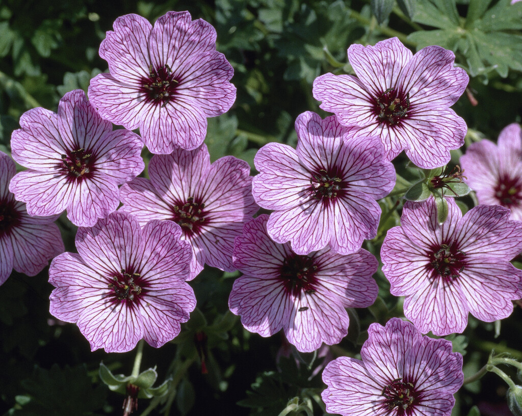 cranesbill 'Ballerina'