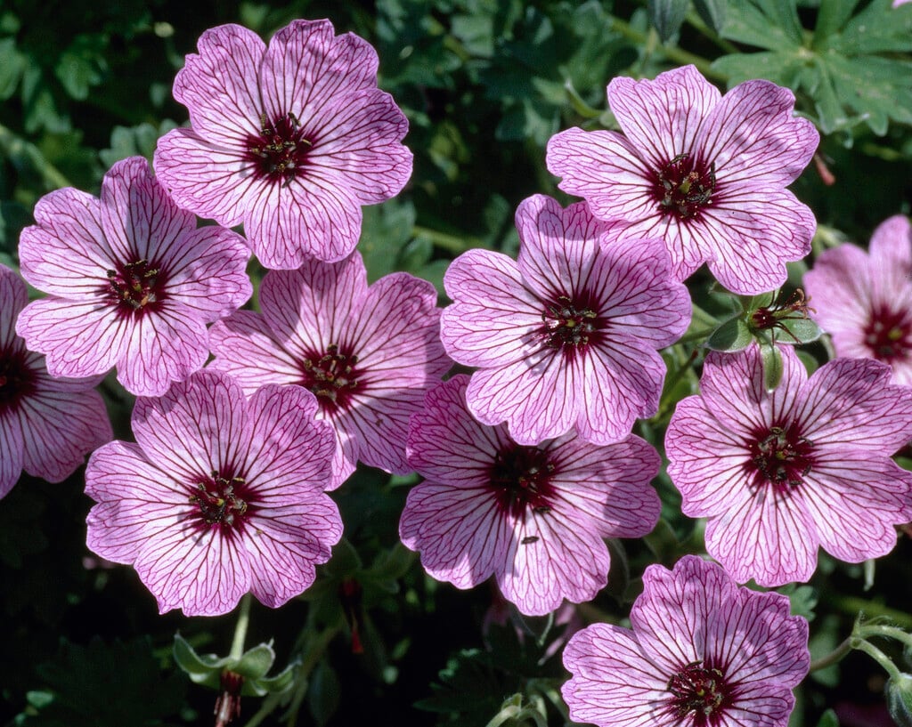 cranesbill 'Ballerina'