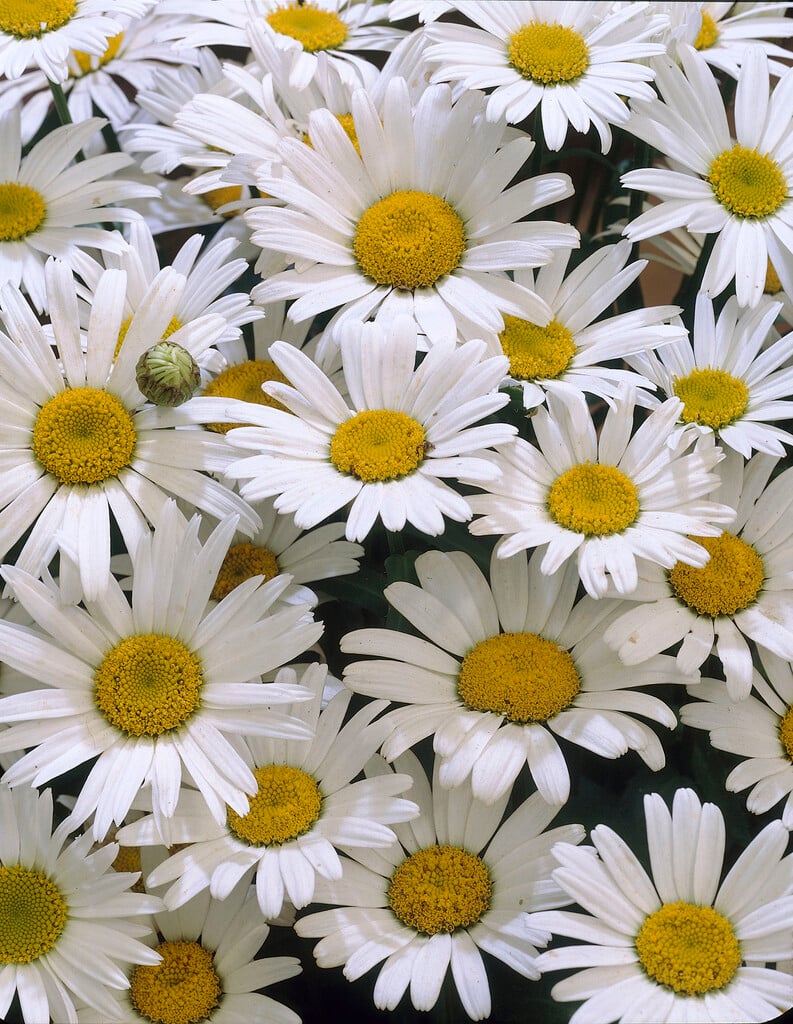 Leucanthemum × superbum &Snow Lady& | Herbaceous Perennial/RHS Gardening