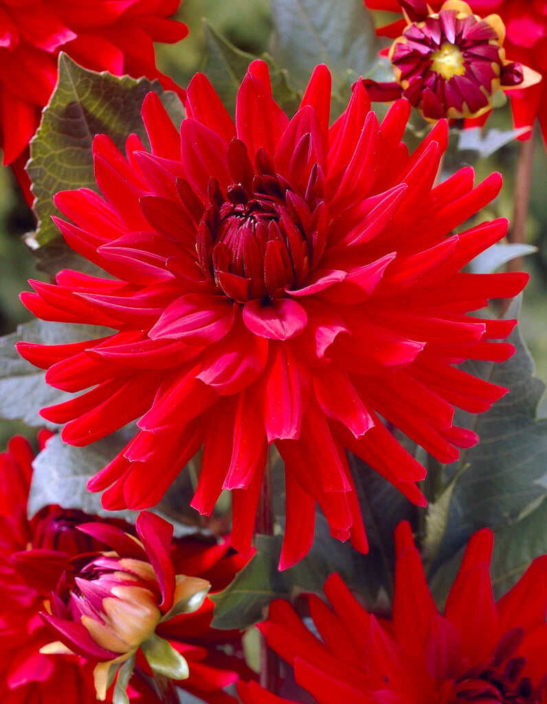 dahlia 'Burning Love'