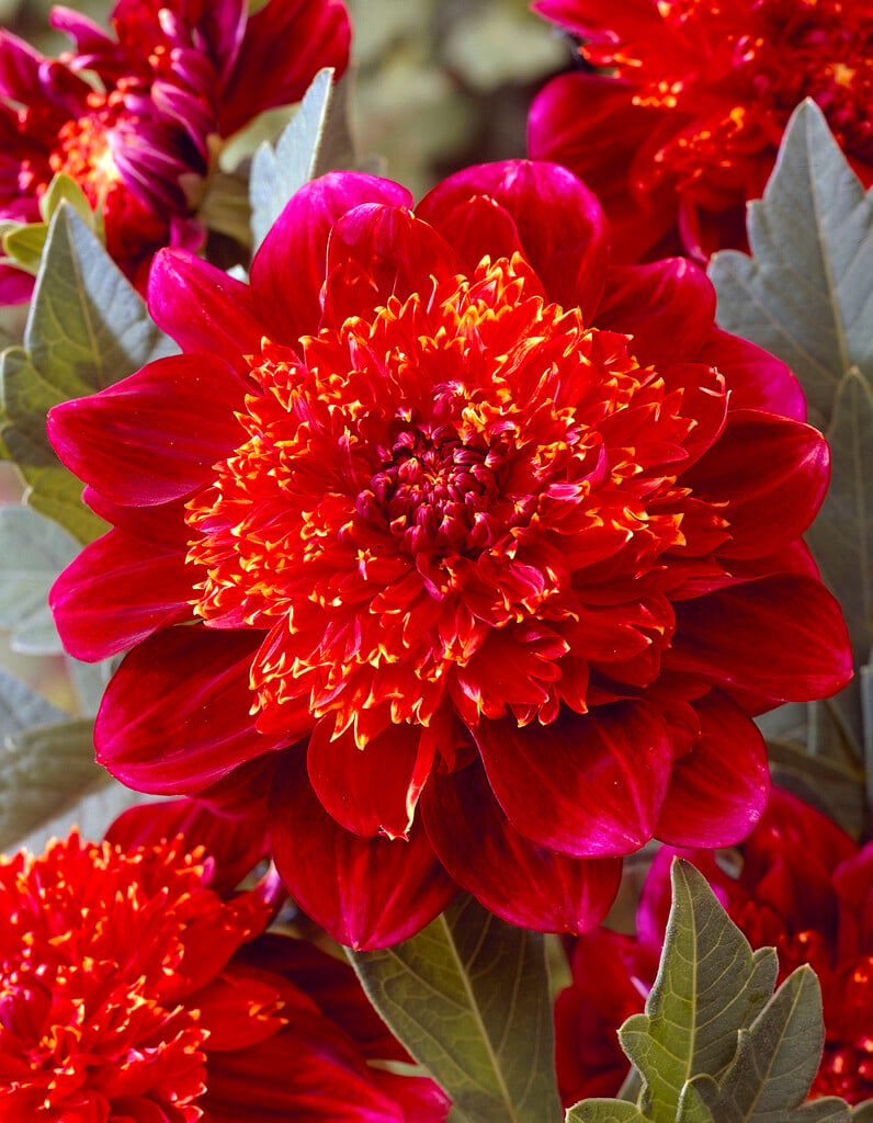 <em>Dahlia</em> 'Jive' (Anem)