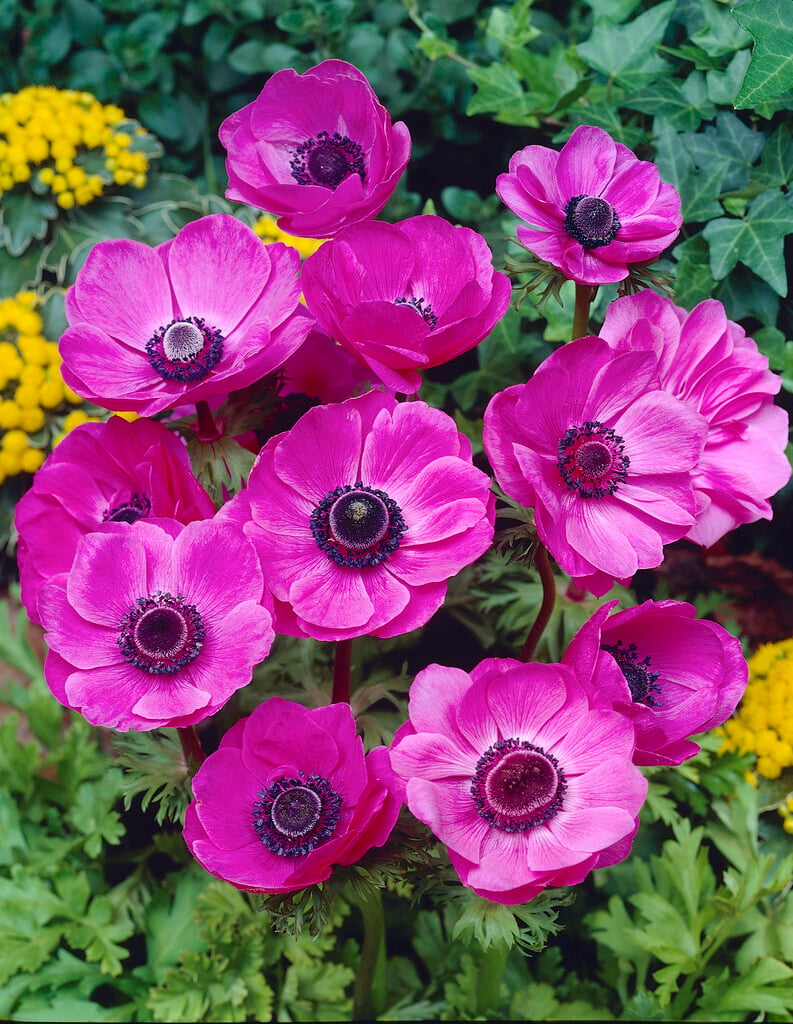 Anemone coronaria 'Sylphide' (De Caen)|garden anemone 'Sylphide'/RHS  Gardening