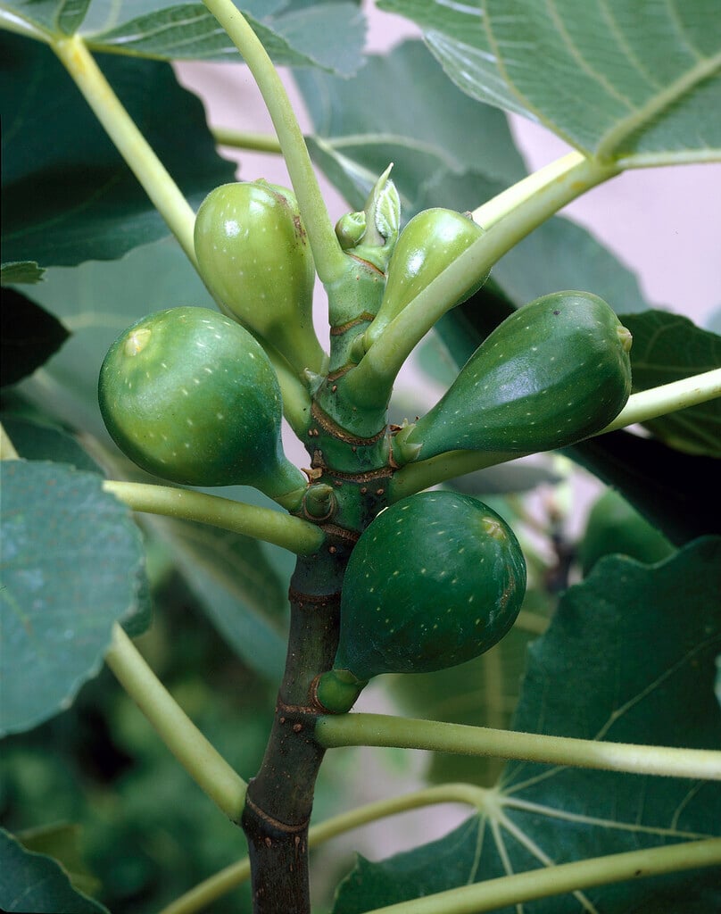 <em>Ficus</em> <em>carica</em> 'Dorée' (F)