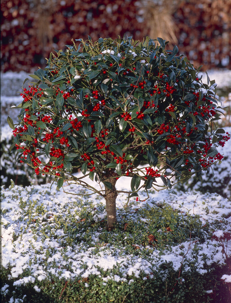 common holly