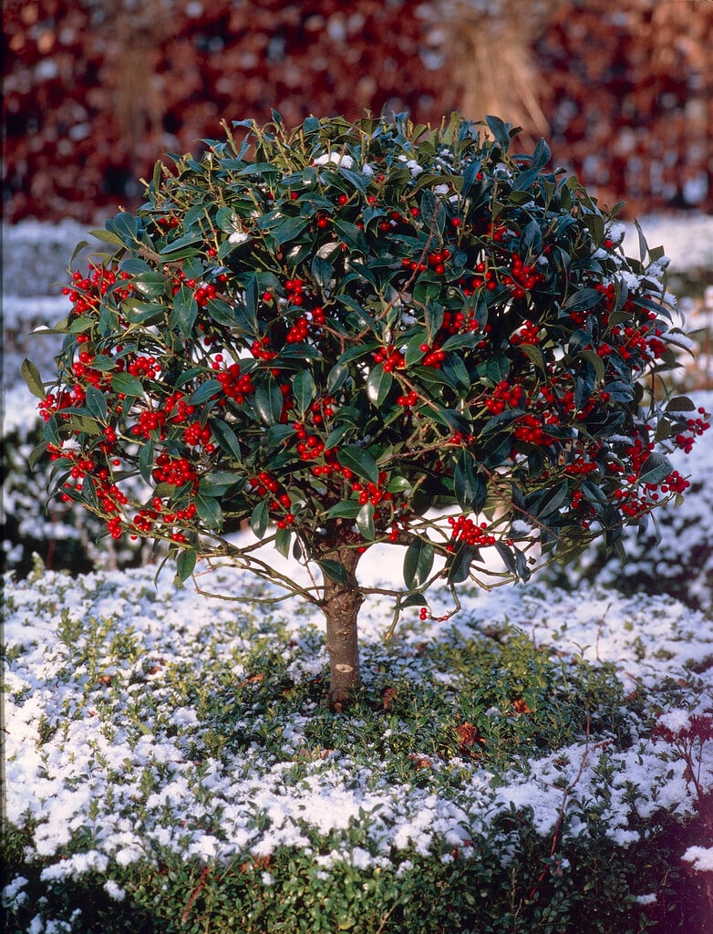 common holly